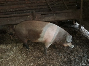 Vand porc de crăciun 