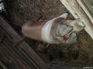 Vand porc de crăciun  - imagine 4