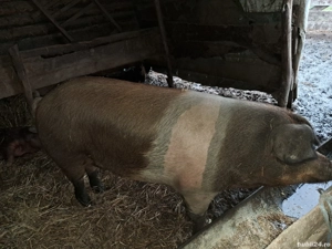 Vand porc de crăciun  - imagine 5