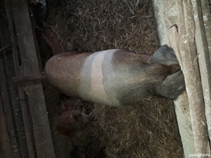 Vand porc de crăciun  - imagine 6