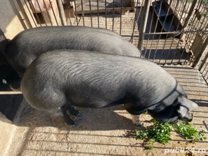 Porci de vanzare! - imagine 3