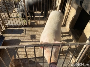 Porci de vanzare! - imagine 2