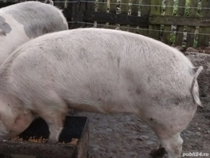 De vanzare!! - imagine 3