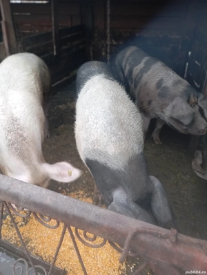 porci de tăiat  - imagine 4