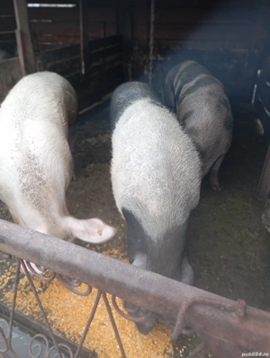 porci de tăiat  - imagine 3