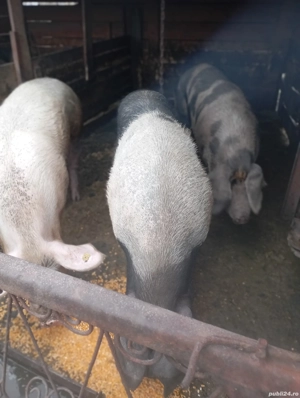 porci de tăiat  - imagine 2