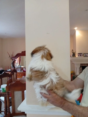 Pui Shih Tzu de calitate, cu garanție medicală - imagine 5