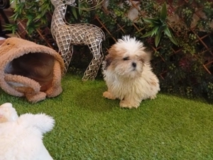 Pui Shih Tzu de calitate, cu garanție medicală