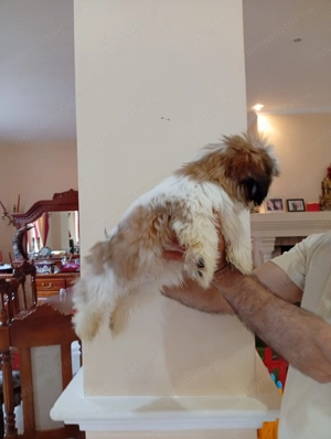 Pui Shih Tzu de calitate, cu garanție medicală - imagine 3