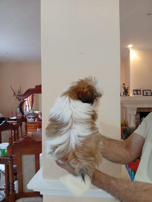Pui Shih Tzu de calitate, cu garanție medicală - imagine 4