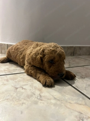 Pui rasa Goldendoodle - imagine 5