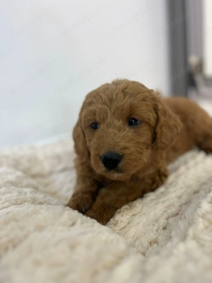 Pui rasa Goldendoodle - imagine 3