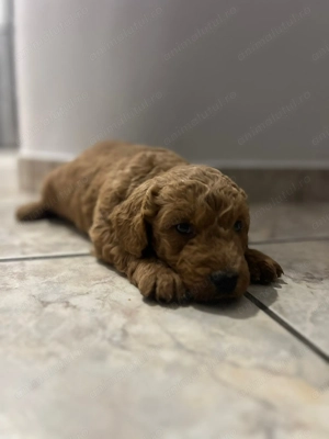 Pui rasa Goldendoodle - imagine 2
