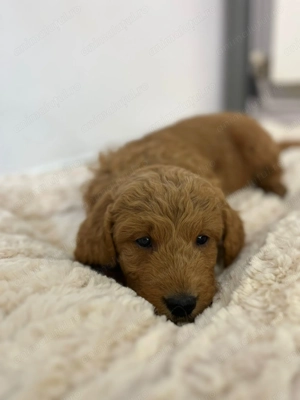 Pui rasa Goldendoodle - imagine 4