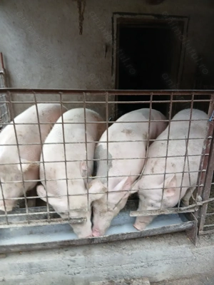 Vând porci de carne 100si 160kg 