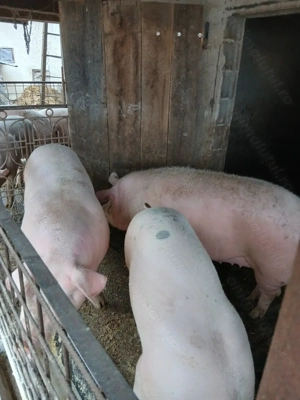 Vând porci de carne 100si 160kg  - imagine 3