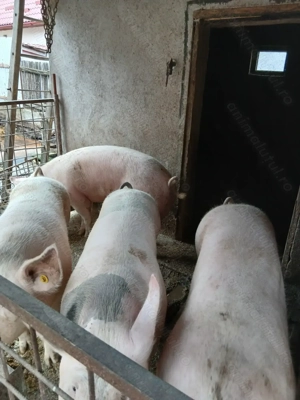 Vând porci de carne 100si 160kg  - imagine 2
