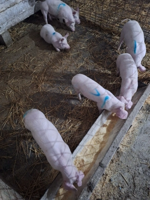 Vand porci suldani - imagine 2