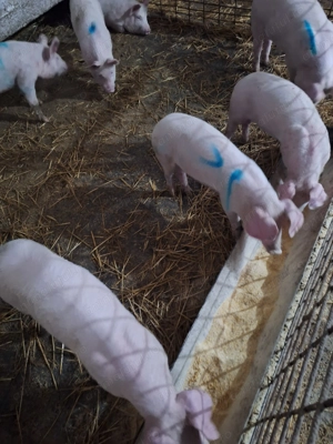 Vand porci suldani - imagine 3