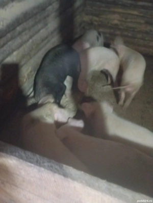 purcei de vânzare  - imagine 2