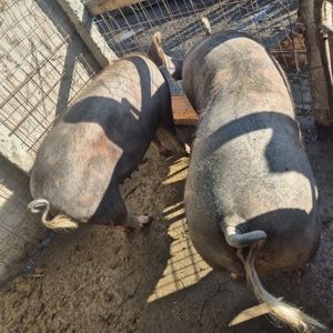 Vand porc 130 kg - imagine 3