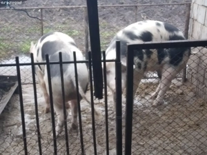 porci de vânzare  - imagine 2