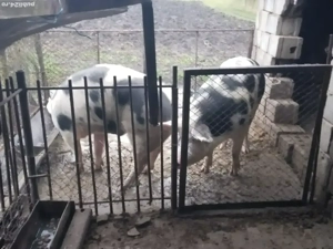 porci de vânzare  - imagine 3