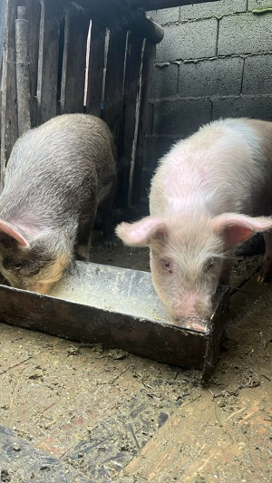 Schimb 2 purcele și o oaie gestanta 