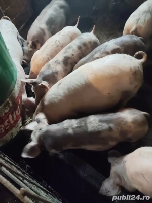 vind purcei  - imagine 2