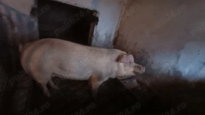 Vand porci  150 kg sau mai mult - imagine 3