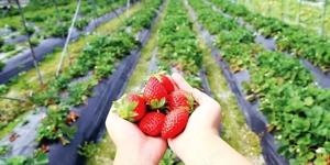 Plecari in ianuarie 2026- agricultura Austria - imagine 3