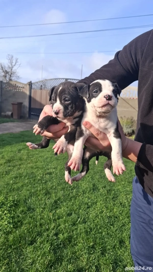 American Staffordshire Terrier (AmStaff - imagine 4