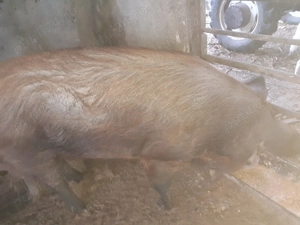 Vând 2 porci 300kg si170kg . - imagine 2