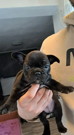 Vand pui de buldog francez !  - imagine 2