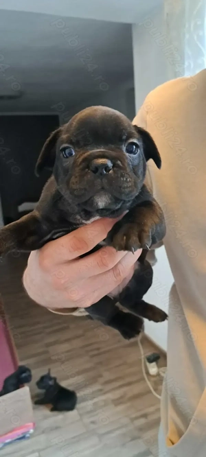 Vand pui de buldog francez !  - imagine 5