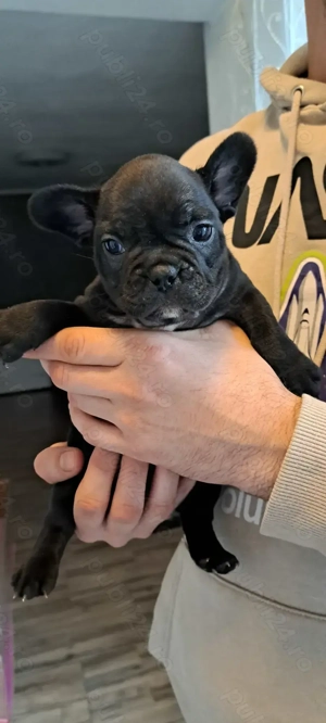 Vand pui de buldog francez !  - imagine 3