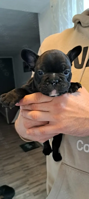 Vand pui de buldog francez !  - imagine 4