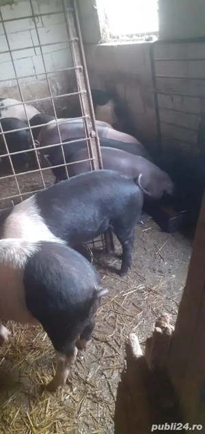 Vand purceii - imagine 2