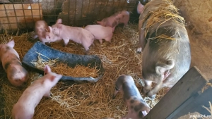 Vand purcei  - imagine 5