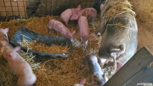 Vand purcei  - imagine 4