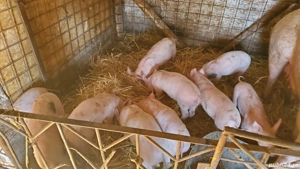 Vand purcei  - imagine 2