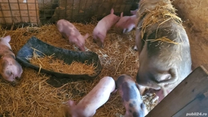 Vand purcei  - imagine 3