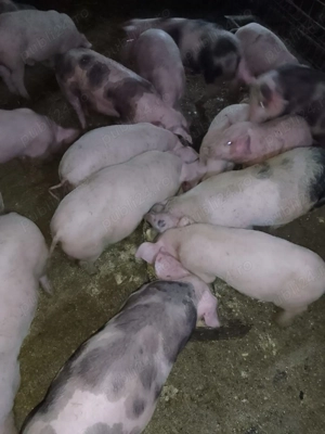 Purcei 10 saptamani de vanzare, 320 de lei  - imagine 2