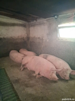 Vând porci - imagine 2