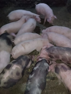 Purcei 10 saptamani de vanzare, 320 de lei 