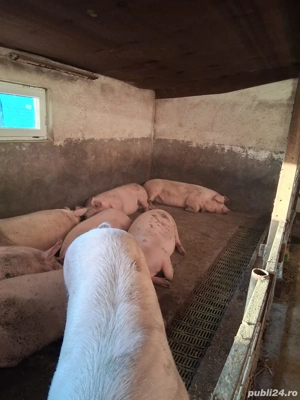 Vând porci - imagine 3