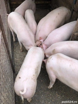 porci de vanzare buni la pret