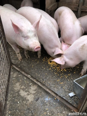 vand porci in viu si carcasa la pret bun - imagine 2