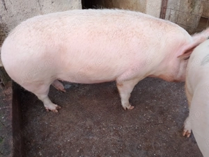 Vând porcii între 270-290kg porcii de țară crescuți natural  - imagine 4