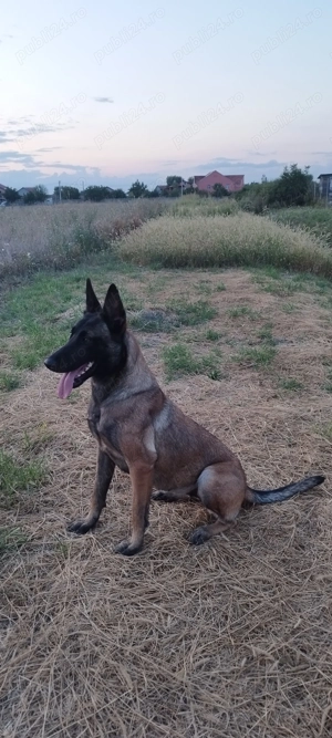 Ciobanu belgian malinois - imagine 3